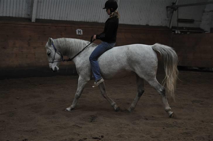 Chiara besøger Gentofte Rideklub - Dressur i sportens ridehus - vildt at hun var så afslappet og god på fremmed sted, kæft vi er kommmet langt med hende billede 20