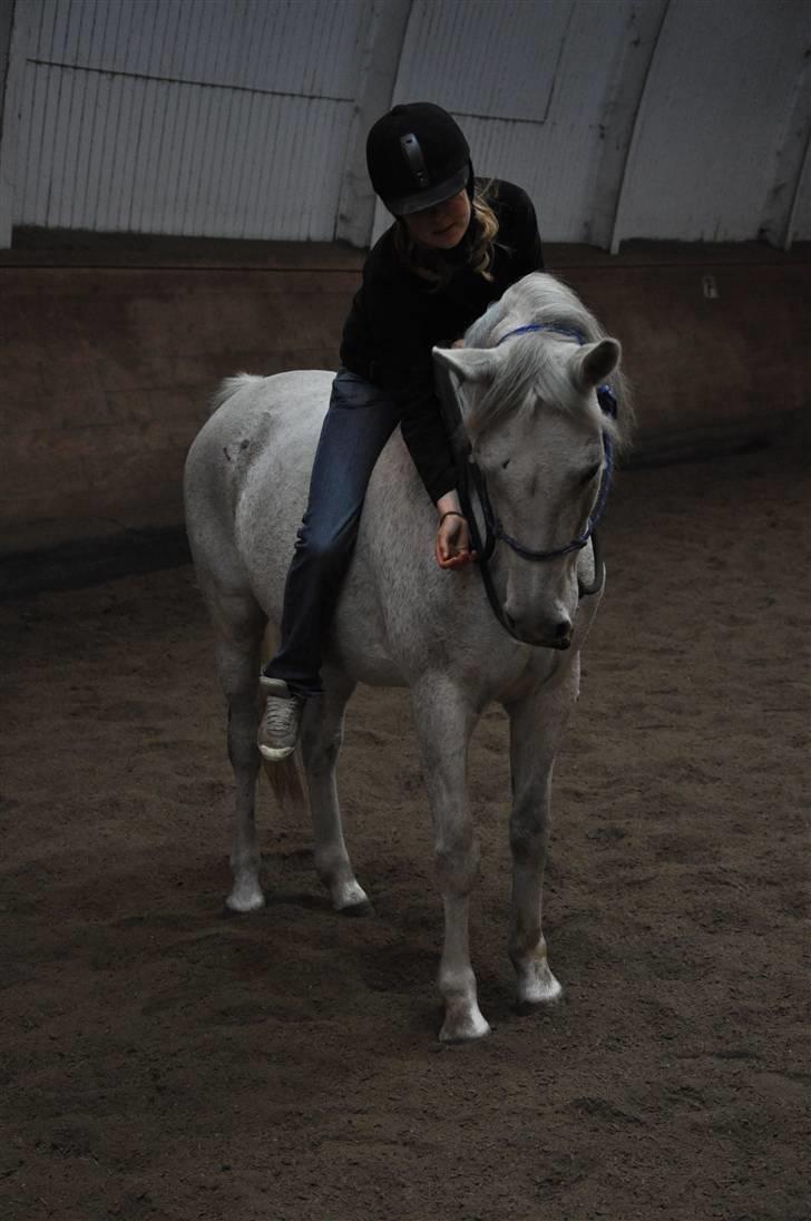 Chiara besøger Gentofte Rideklub - Chiara får en godbid :D billede 21