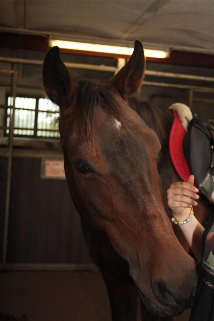 Joy - Kilder Cathrine på maven:)<3 billede 15