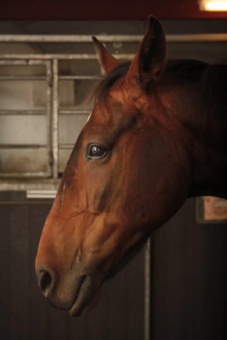 Joy - Kan godt stå selv<3 billede 17