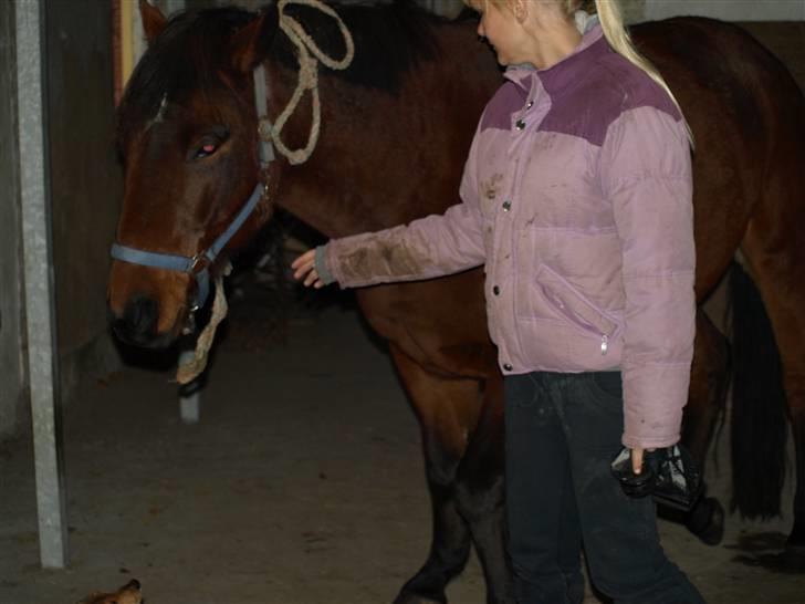 Hestene får raspet tænder - Jobbe er bedøvet billede 1