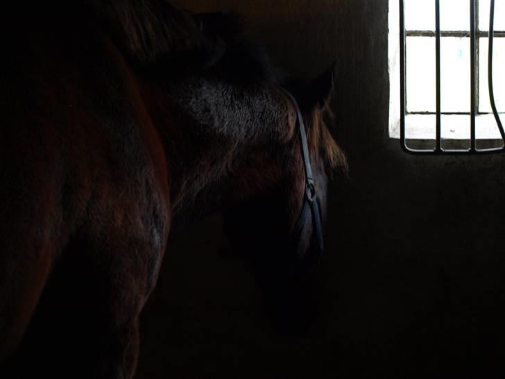 Hestene får raspet tænder - En søvning jobbe der sover i sin boks billede 16