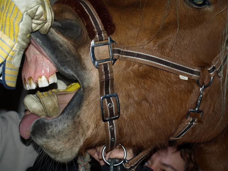 Hestene får raspet tænder - Cha-cha havde kun en lille spids på en fortand og hun klarede det uden problemer billede 17