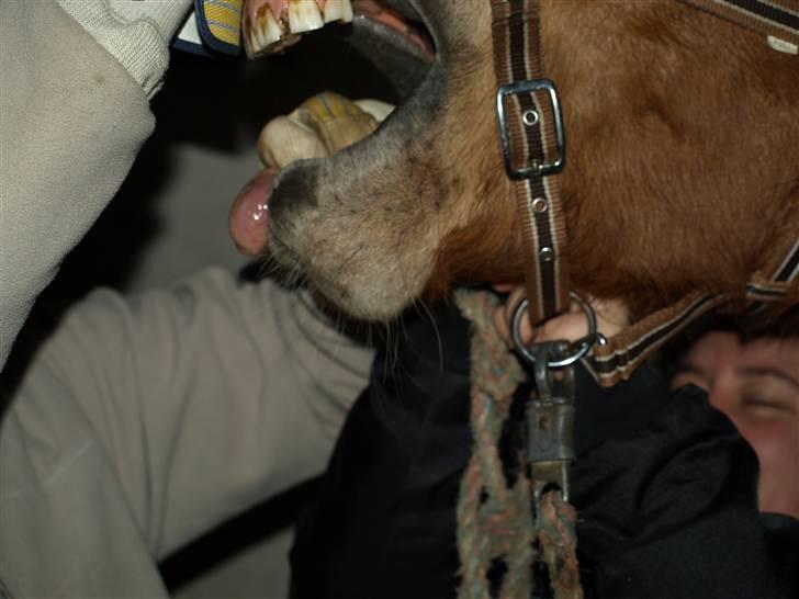 Hestene får raspet tænder billede 18
