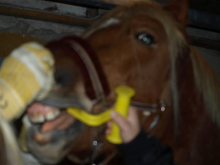 Hestene får raspet tænder billede 19