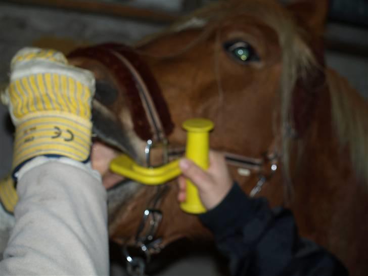 Hestene får raspet tænder billede 20