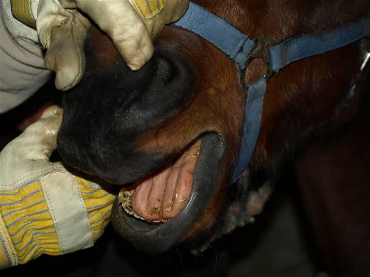 Hestene får raspet tænder billede 15