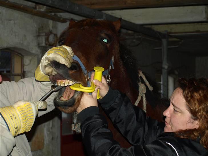 Hestene får raspet tænder billede 14