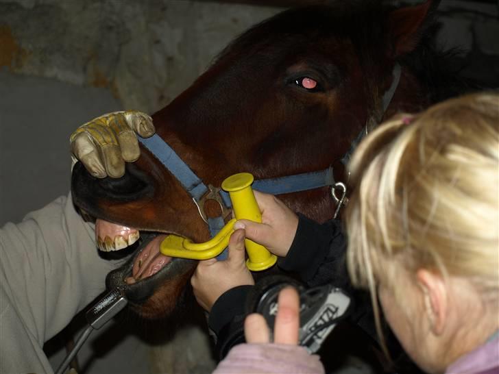 Hestene får raspet tænder billede 13
