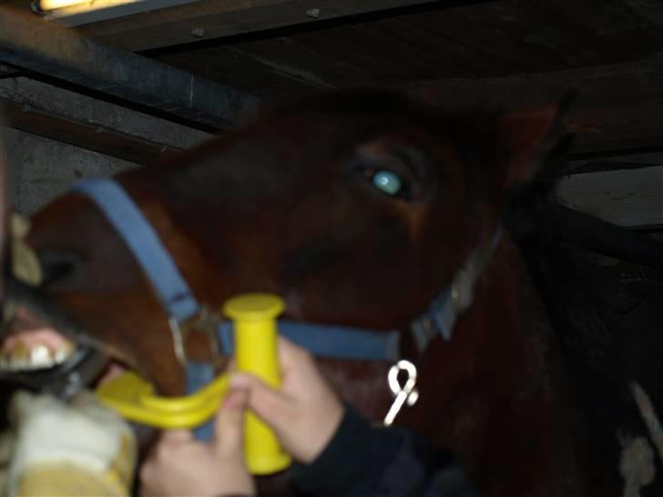 Hestene får raspet tænder billede 12