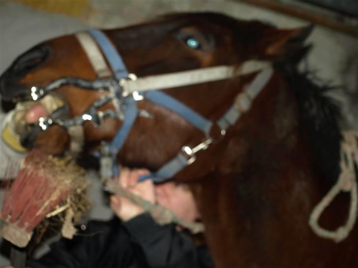 Hestene får raspet tænder billede 11