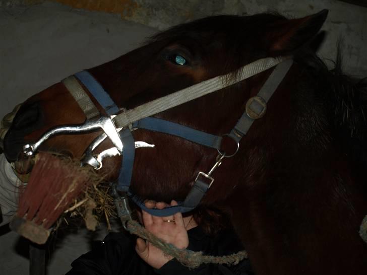 Hestene får raspet tænder billede 10