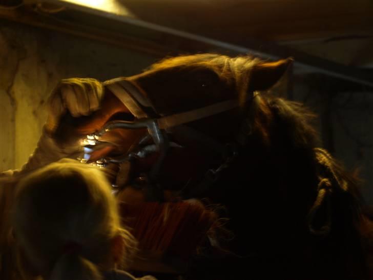 Hestene får raspet tænder billede 9