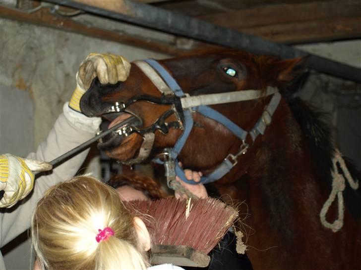 Hestene får raspet tænder billede 8