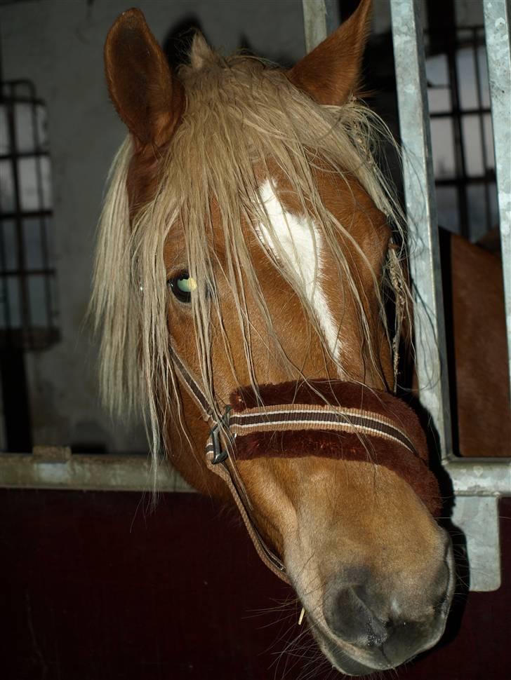 Hestene får raspet tænder billede 21