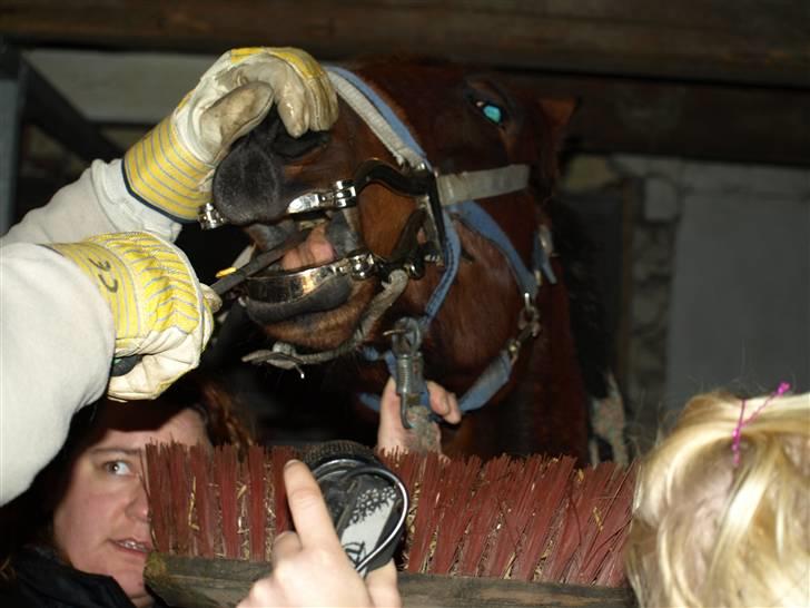 Hestene får raspet tænder - Jobbe er stadig bedøvet og hans hovede er tungt at stå med, så kusten under hagen billede 7