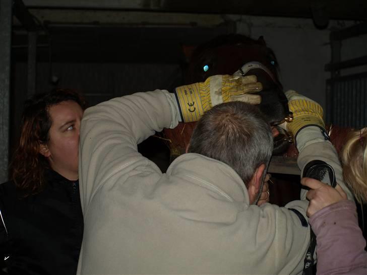 Hestene får raspet tænder billede 6