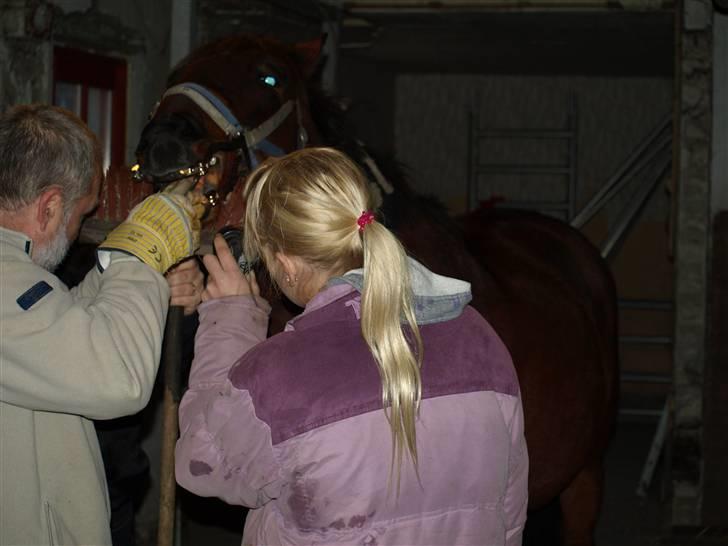 Hestene får raspet tænder - Mundspær sættes på billede 5