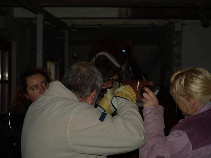 Hestene får raspet tænder billede 4