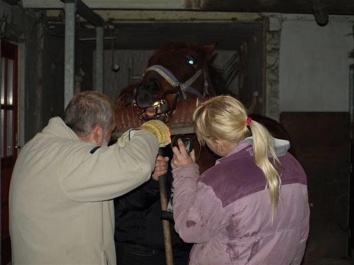 Hestene får raspet tænder billede 3