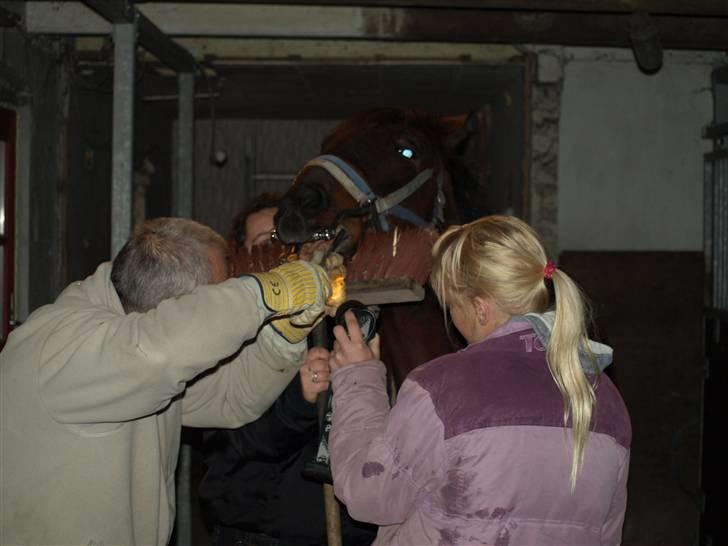 Hestene får raspet tænder billede 2