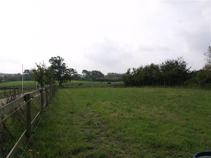 Stutteri Skærgården - Hingstefolden billede 10