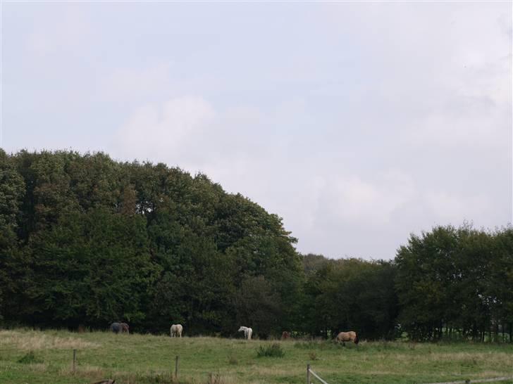 Stutteri Skærgården - En af foldene op af skoven billede 15