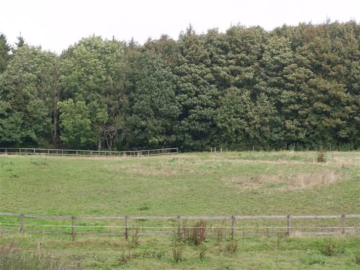 Stutteri Skærgården - Den anden fold op af skoven billede 16