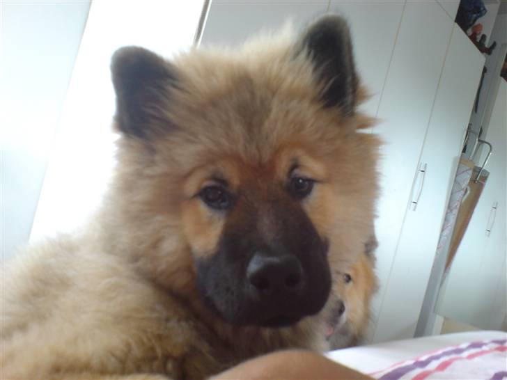 Min Hund Cairo og Min anden Hund Krølle - Da Cairo  var en lidt stor hvalp billede 2