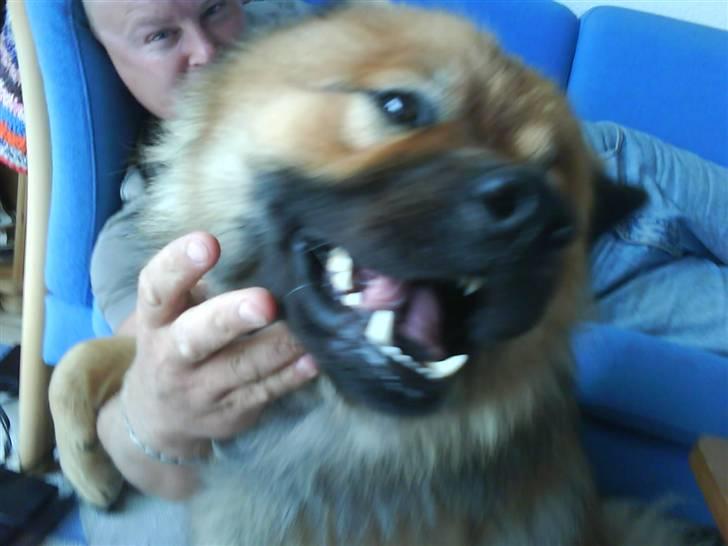 Min Hund Cairo og Min anden Hund Krølle billede 3