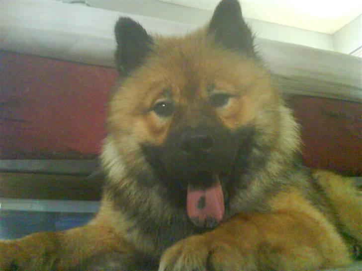 Min Hund Cairo og Min anden Hund Krølle billede 4