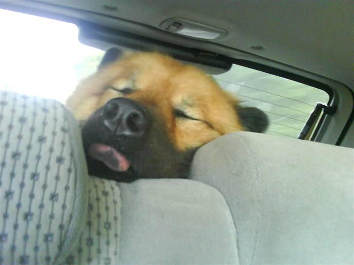 Min Hund Cairo og Min anden Hund Krølle billede 1