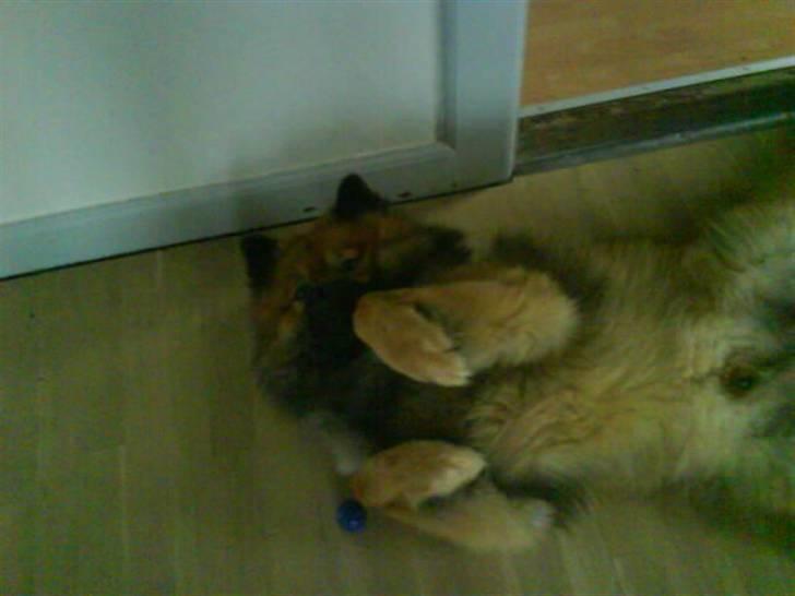 Min Hund Cairo og Min anden Hund Krølle billede 5