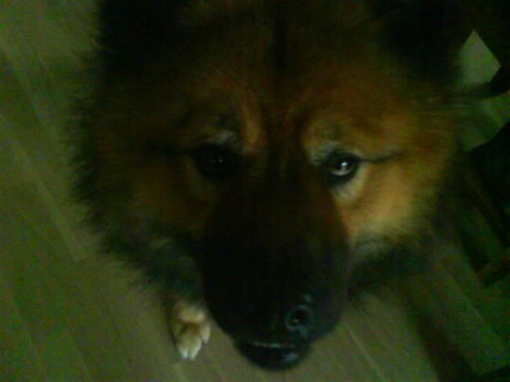 Min Hund Cairo og Min anden Hund Krølle billede 6