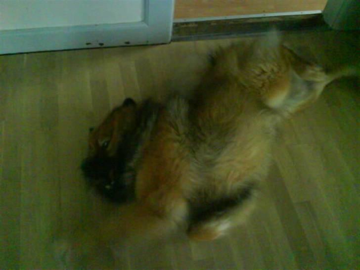 Min Hund Cairo og Min anden Hund Krølle billede 7