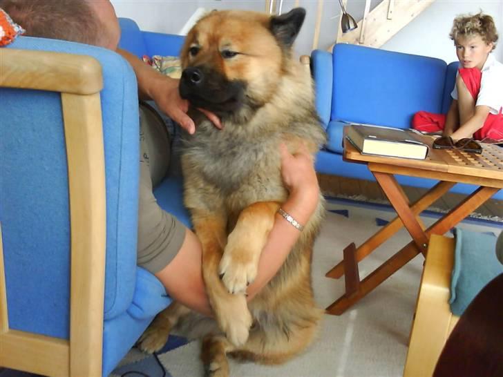 Min Hund Cairo og Min anden Hund Krølle billede 8