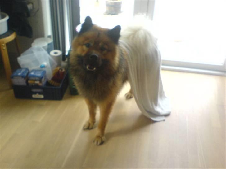 Min Hund Cairo og Min anden Hund Krølle billede 9