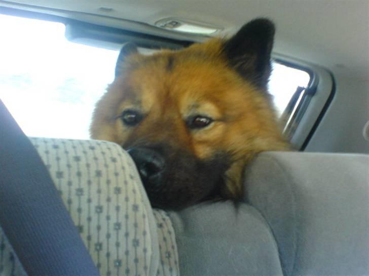 Min Hund Cairo og Min anden Hund Krølle billede 10