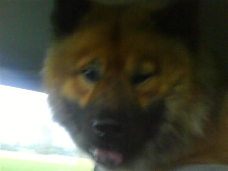 Min Hund Cairo og Min anden Hund Krølle billede 11