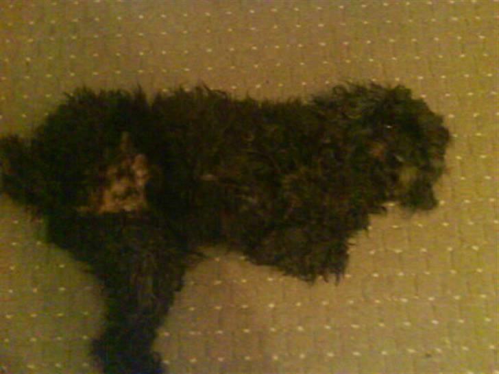 Min Hund Cairo og Min anden Hund Krølle billede 13