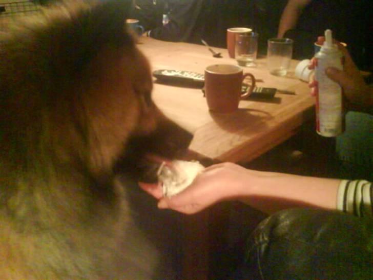 Min Hund Cairo og Min anden Hund Krølle - Cairo spiser flødeskum billede 14