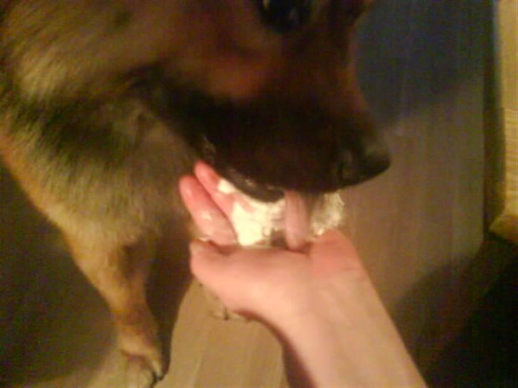 Min Hund Cairo og Min anden Hund Krølle - Cairo spiser flødeskum billede 15