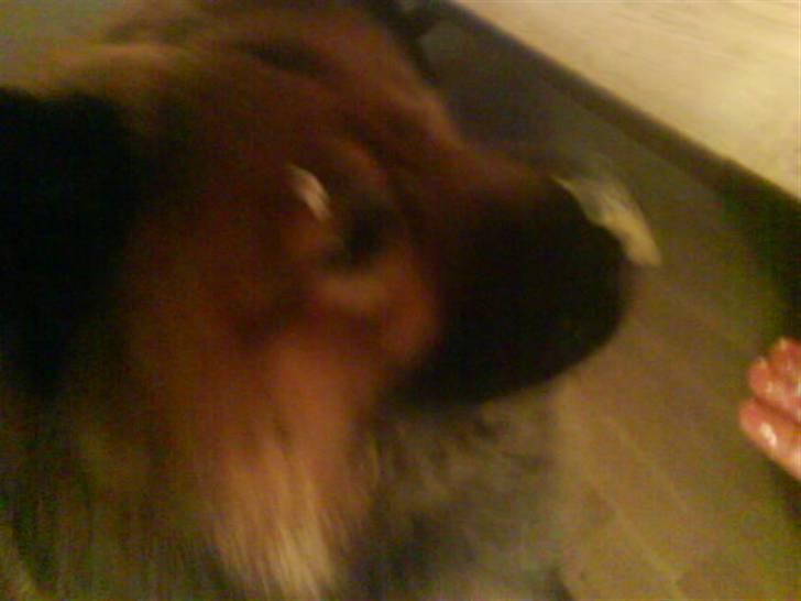 Min Hund Cairo og Min anden Hund Krølle - Cairo har flødeskum på næsen xD billede 16