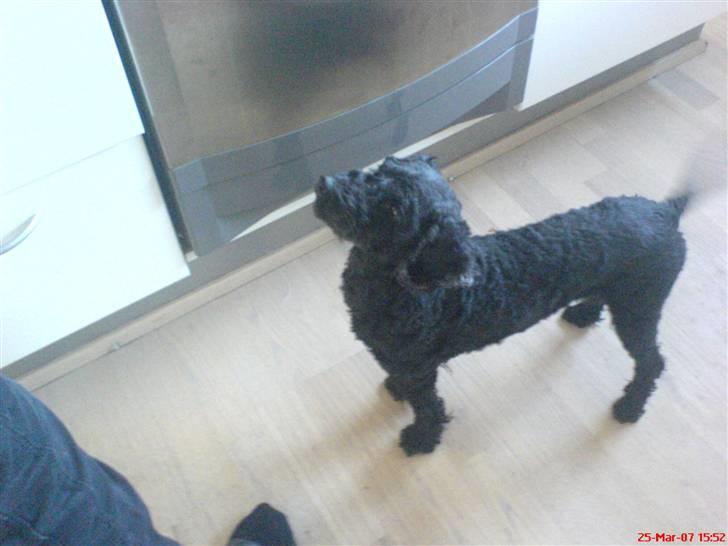 Min Hund Cairo og Min anden Hund Krølle - Krølle er nny klippet fordi det er sammer / min mor er ikke lige professionel billede 17