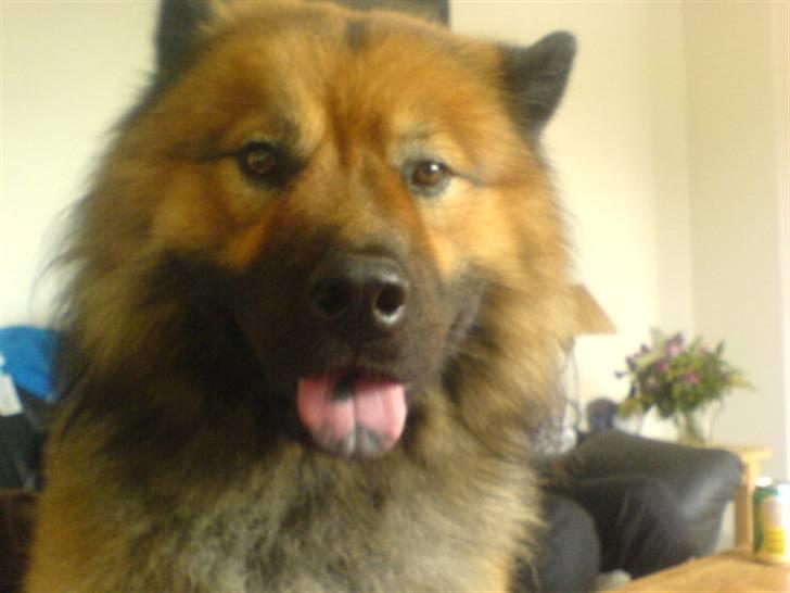 Min Hund Cairo og Min anden Hund Krølle billede 18