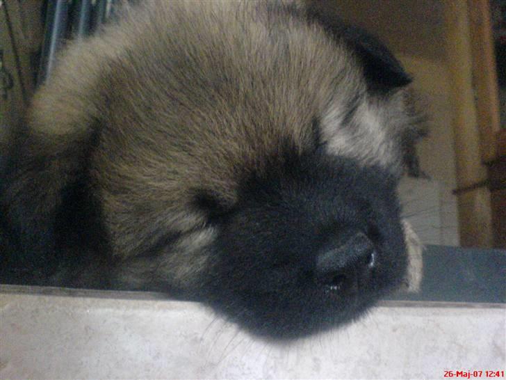 Min Hund Cairo og Min anden Hund Krølle - Da Cairo var hvalp billede 19