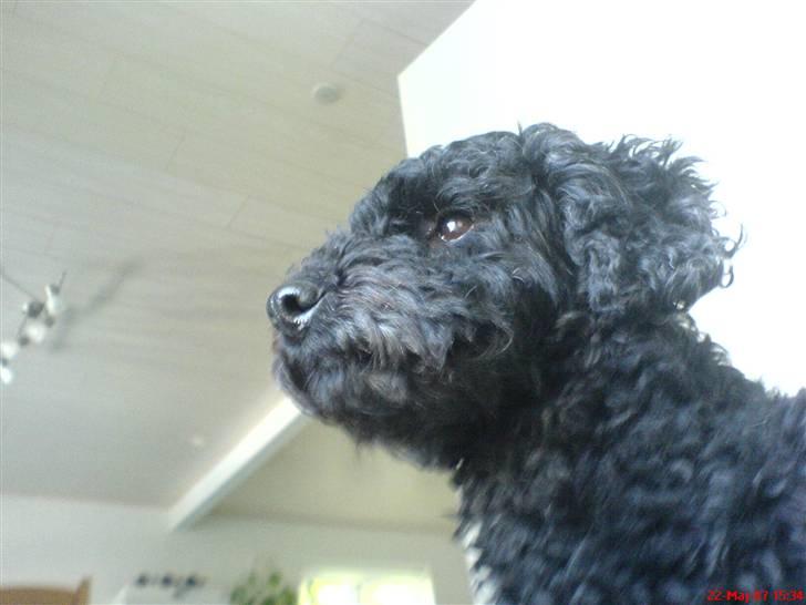 Min Hund Cairo og Min anden Hund Krølle billede 20