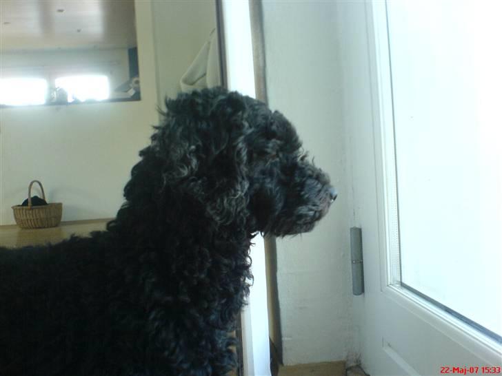 Min Hund Cairo og Min anden Hund Krølle - Krølle billede 21