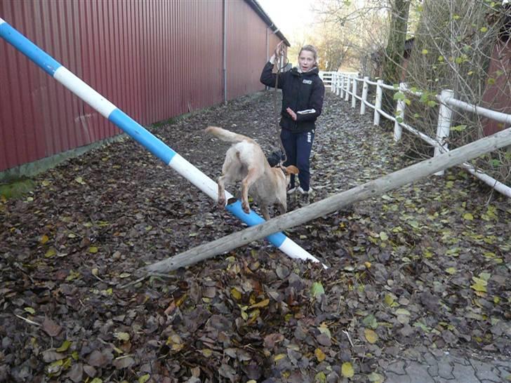 Skovvang Rideklub - D. 15 November +09 billede 4