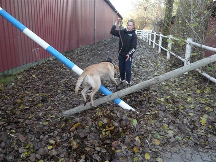 Skovvang Rideklub - D. 15 November +09 billede 5